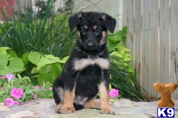 Puppies in PA